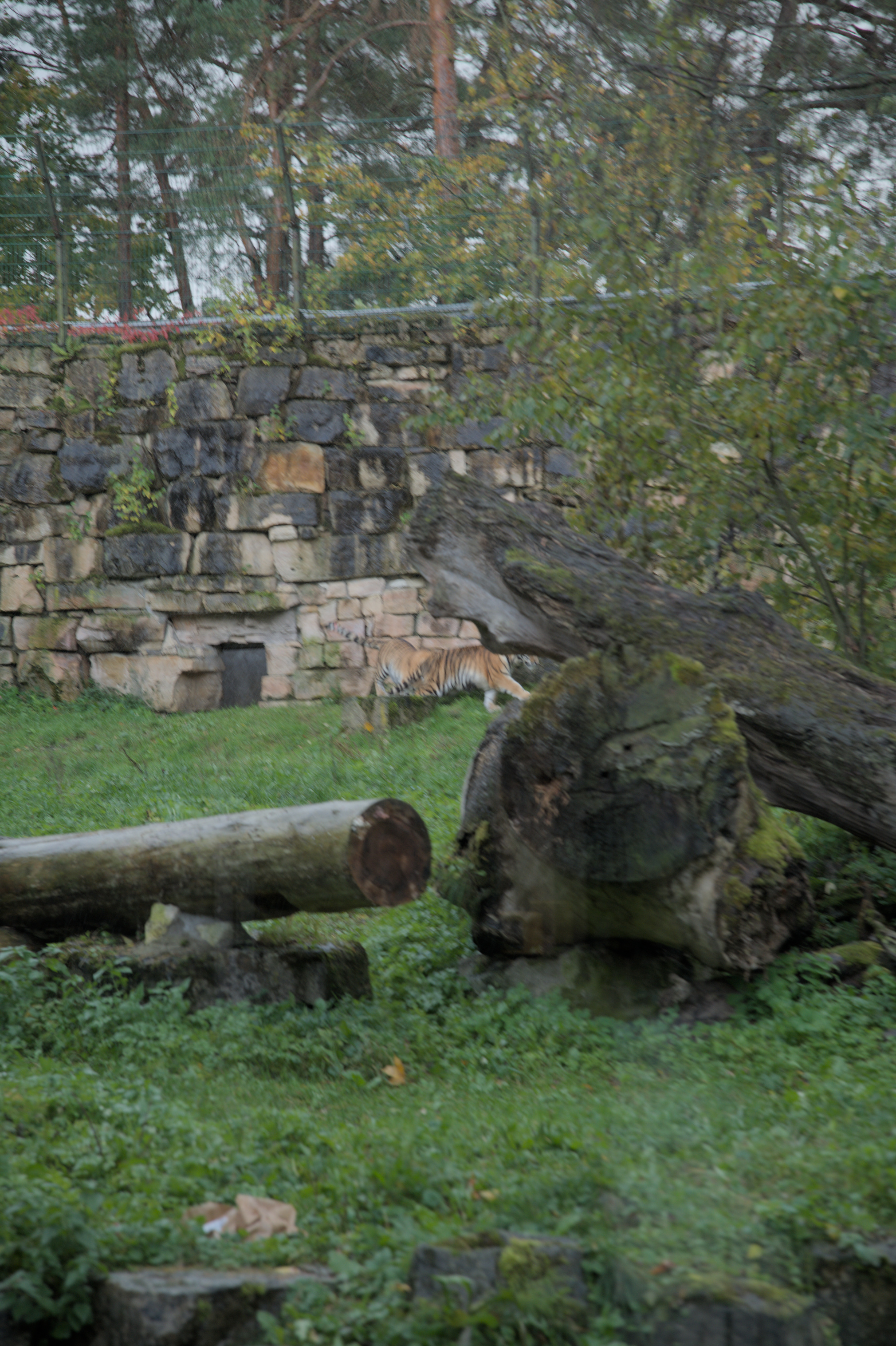 2025/10/12 - zoo/DSC_0113.jpg